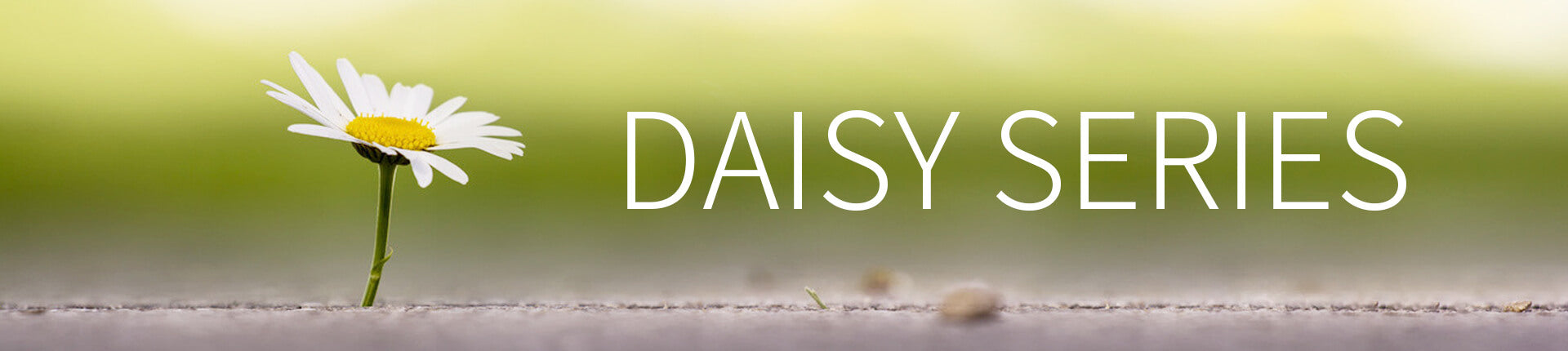 Enlarge - Daisy